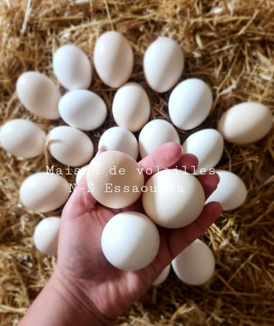 da1308da-1e35-4b28-84b5-6ed1873c930c